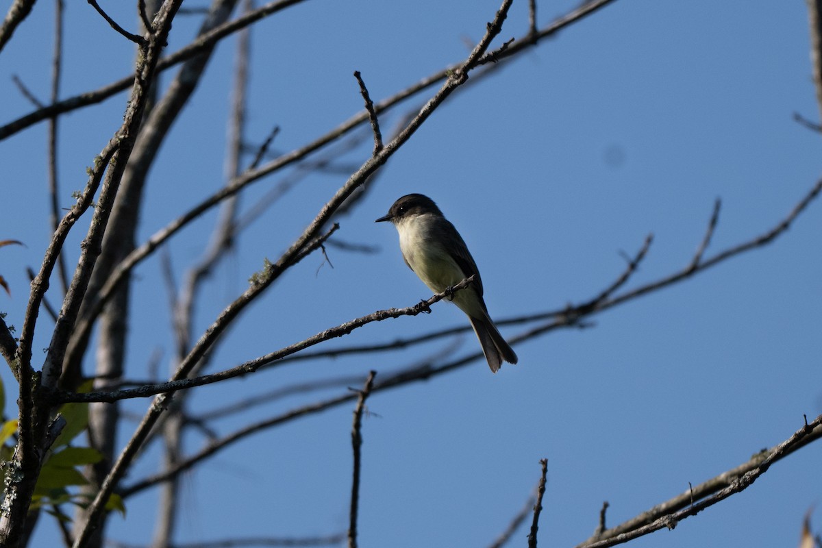 Eastern Phoebe - ML642092039