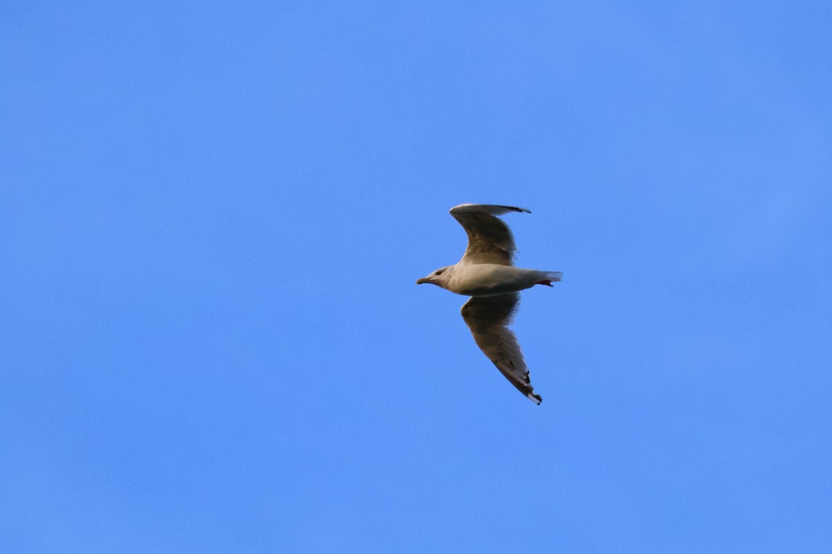 American Herring Gull - ML642092040