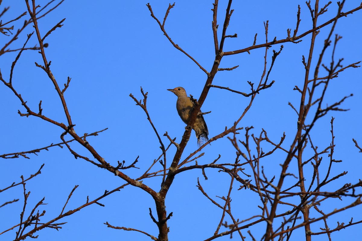 Red-bellied Woodpecker - ML642092041