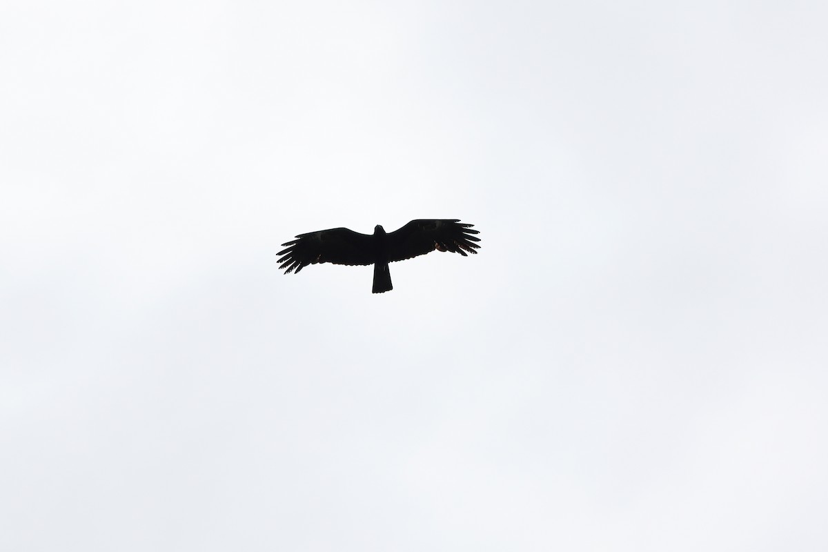 Black Kite (Black) - ML642092045