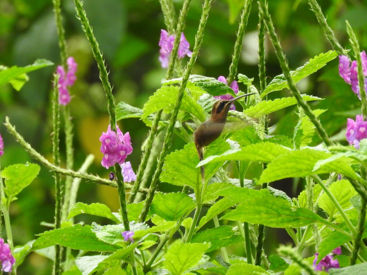 Stripe-throated Hermit - ML642092049