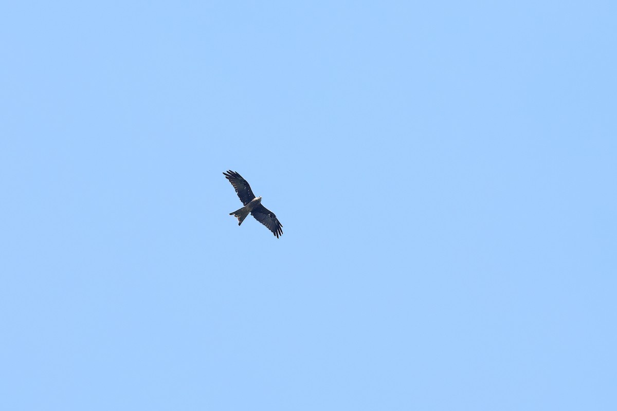 Black Kite (Black) - ML642092063