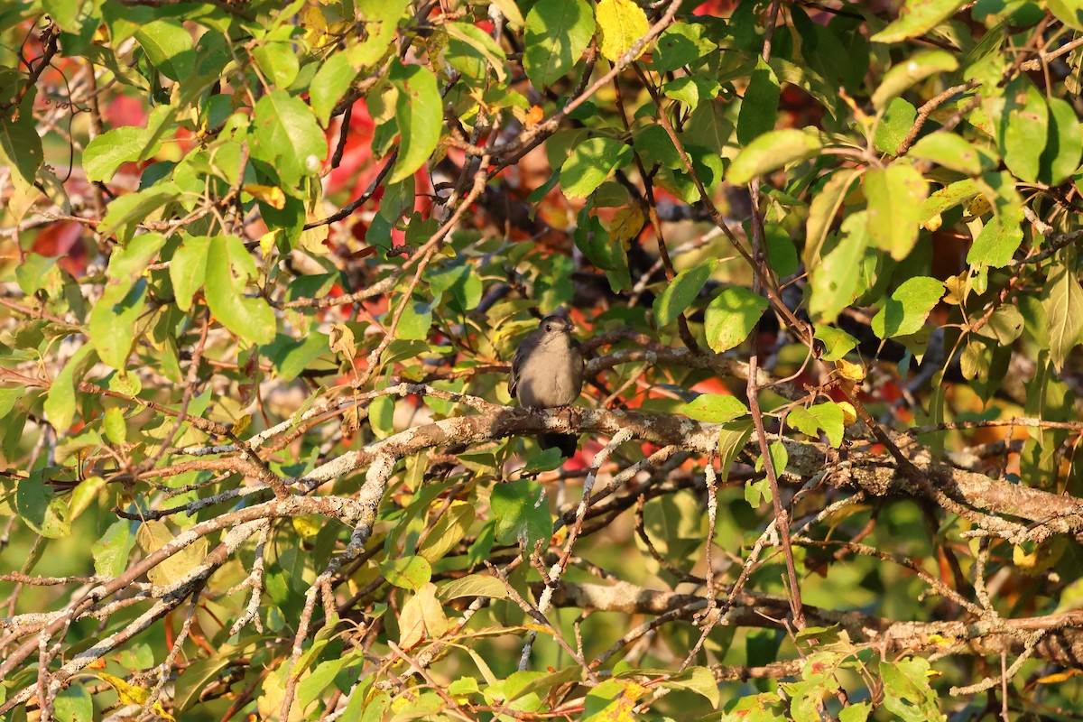 Gray Catbird - ML642092067