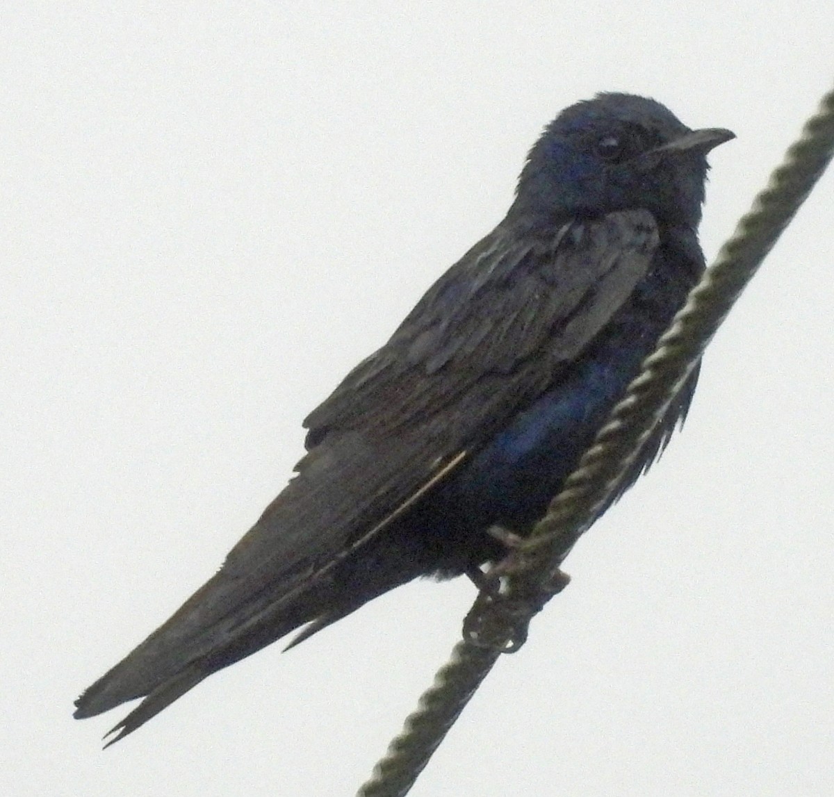 Hirondelle noire - ML642092089
