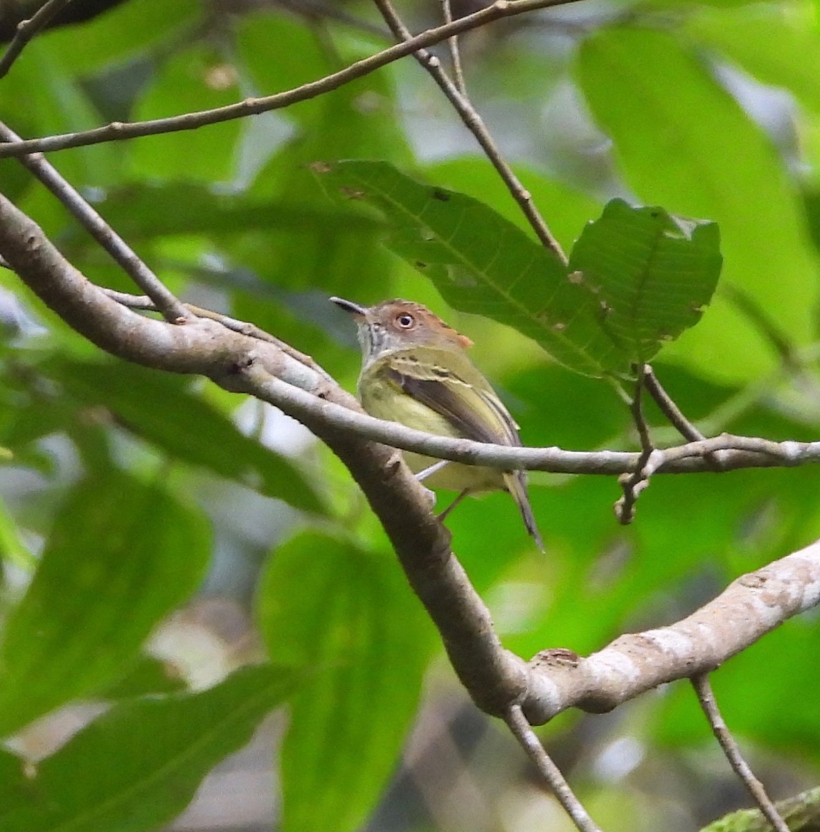 Scale-crested Pygmy-Tyrant - ML642092100