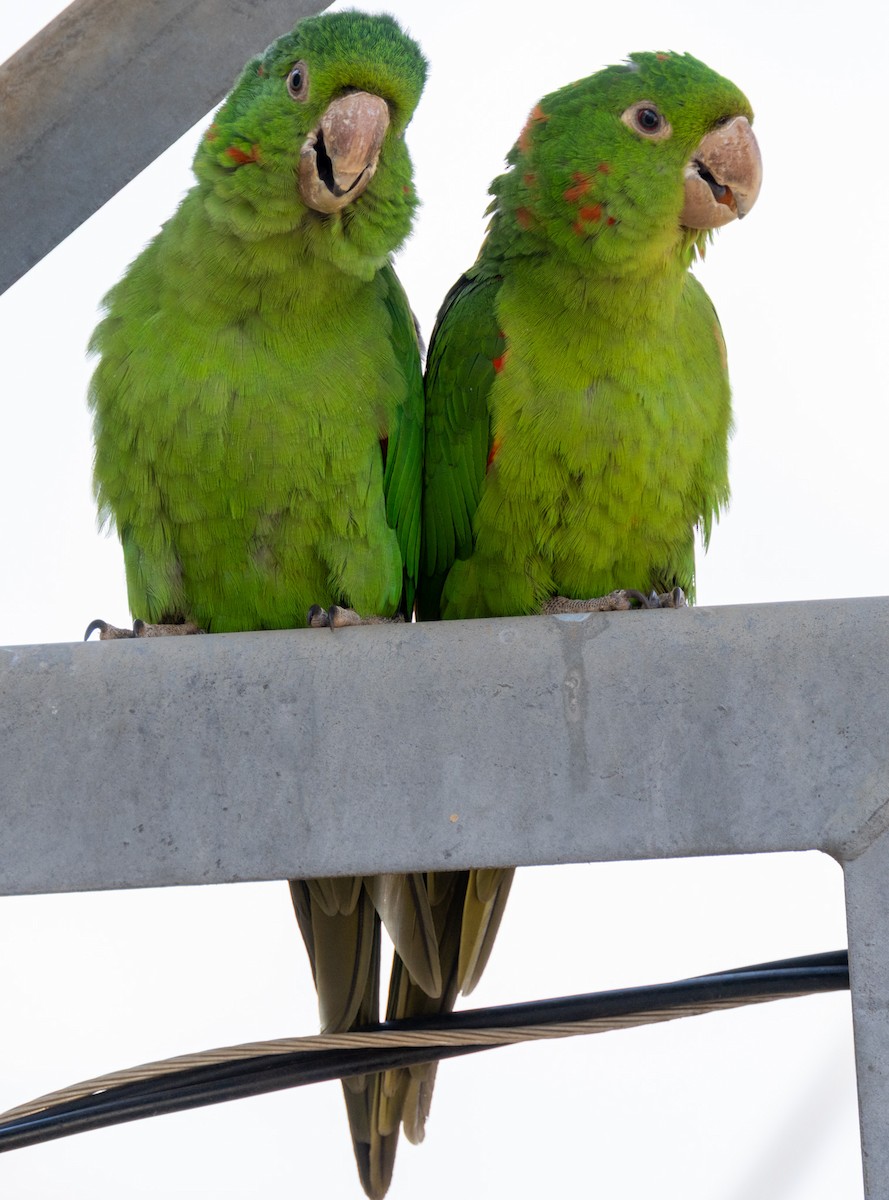 White-eyed Parakeet - ML642092127