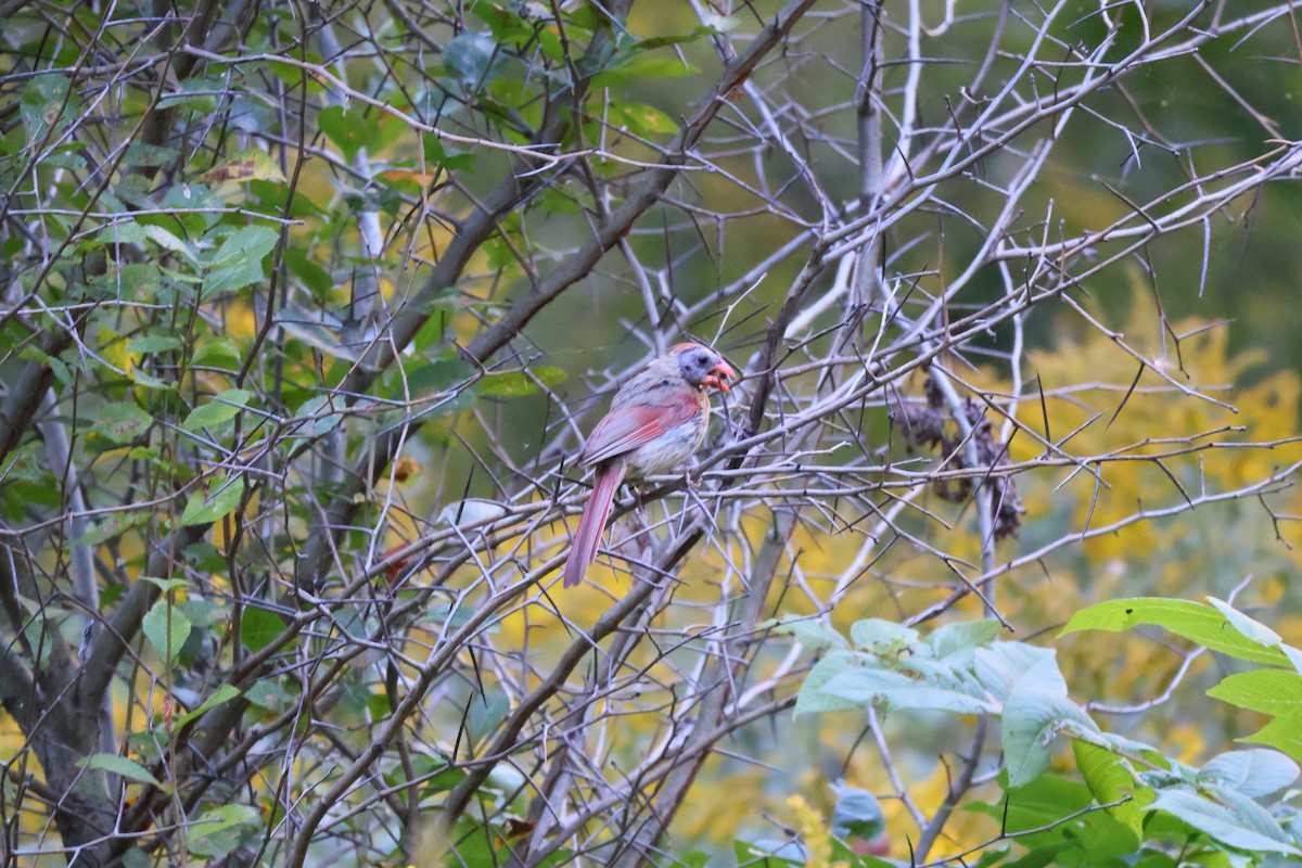 Northern Cardinal - ML642092130