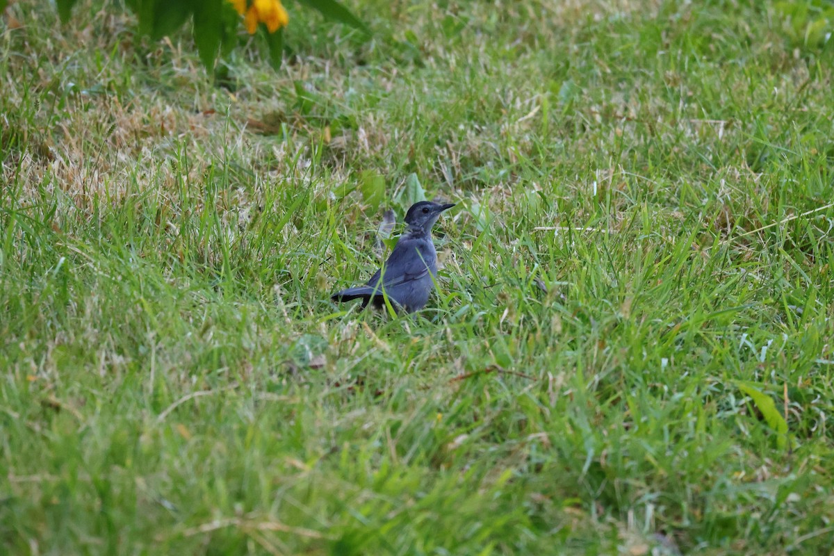 Gray Catbird - ML642092131