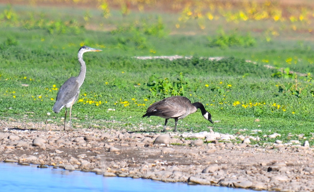 Great Blue Heron - ML642092152