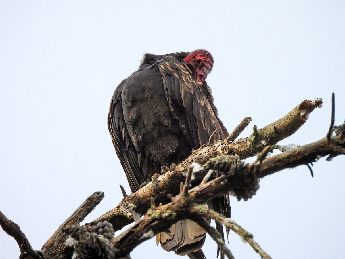 Urubu à tête rouge - ML642092166