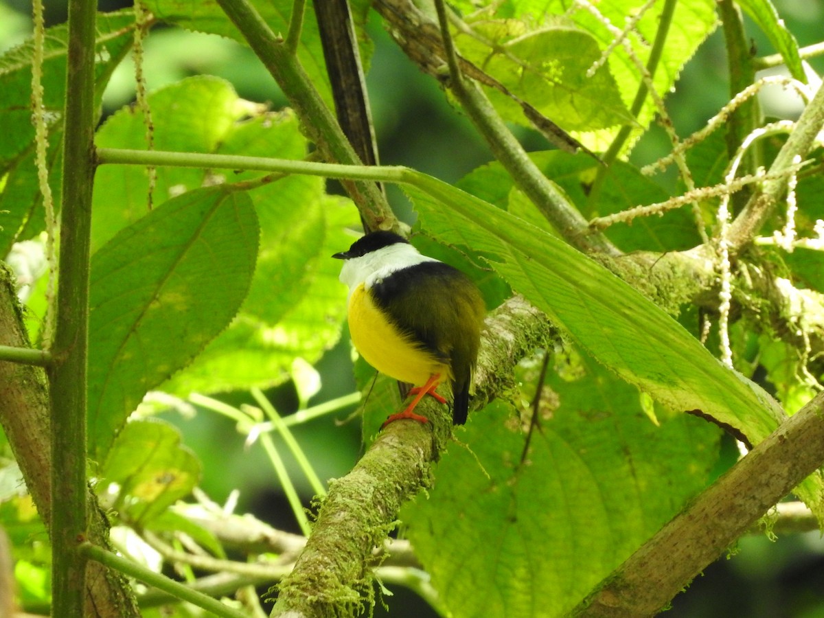 White-collared Manakin - ML642092173
