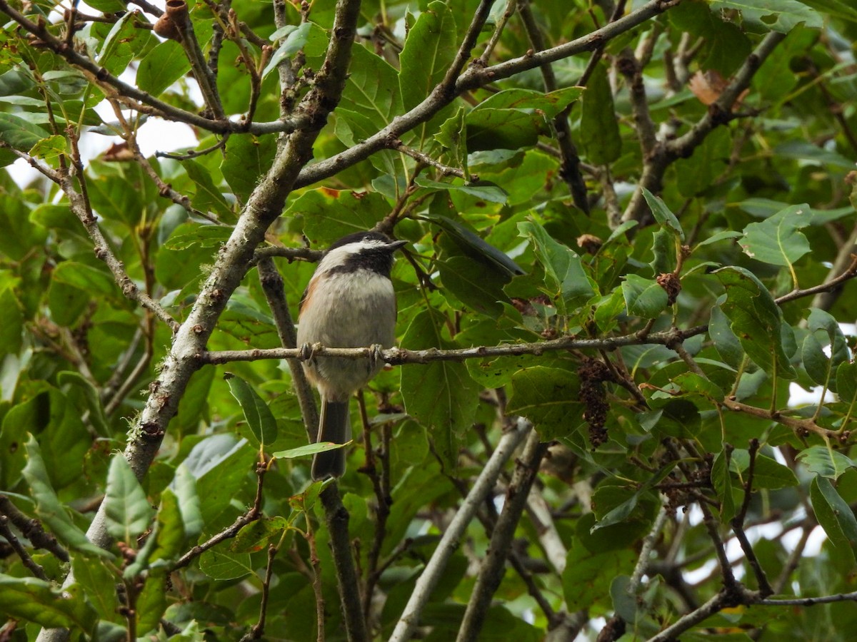Chestnut-backed Chickadee - ML642092206