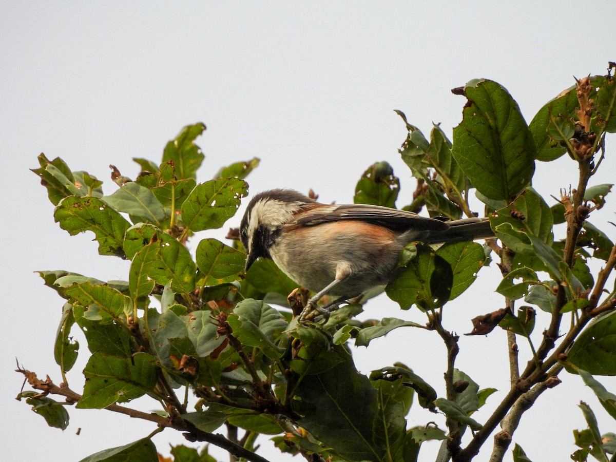 Chestnut-backed Chickadee - ML642092207