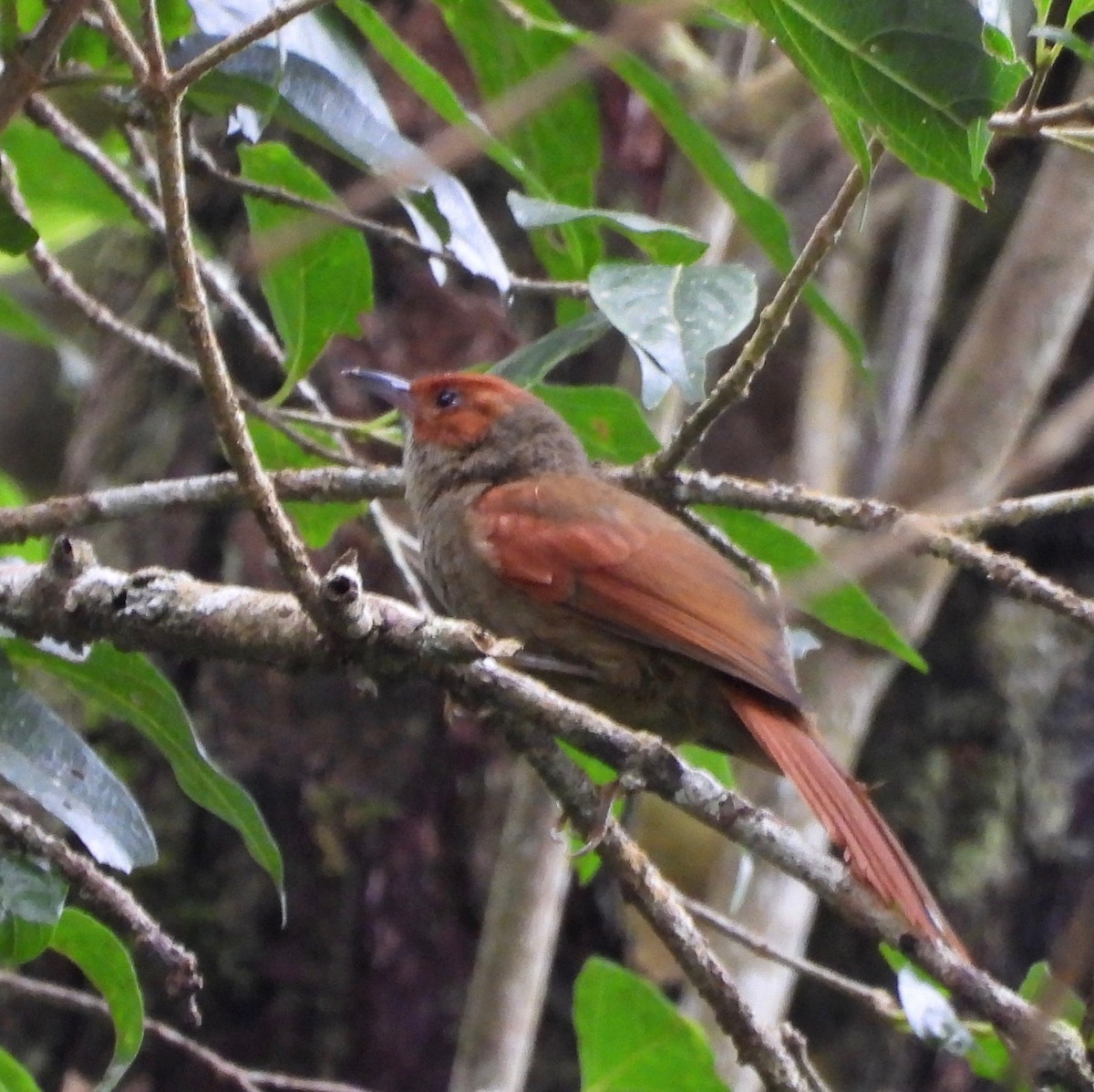 Red-faced Spinetail - ML642092222