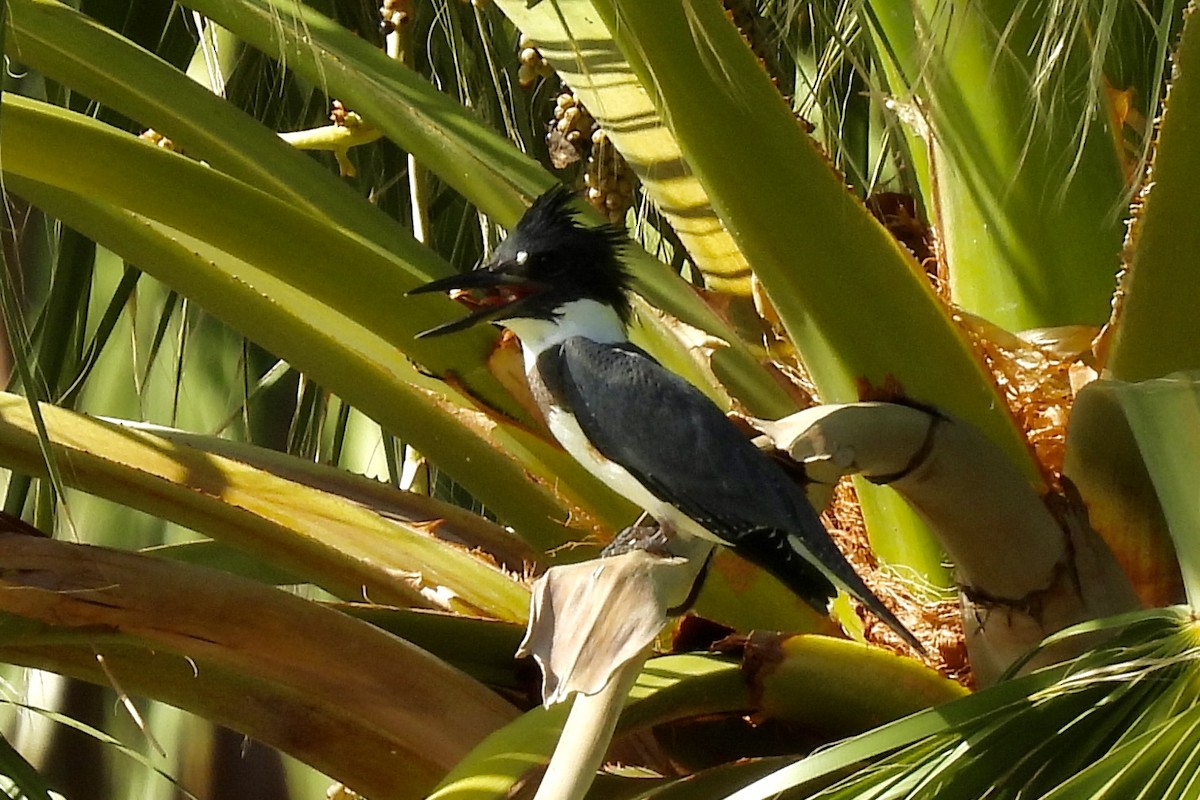 Belted Kingfisher - ML642092228