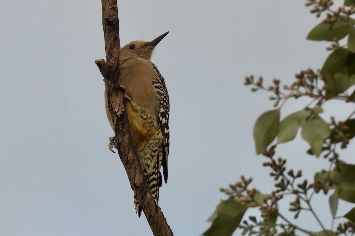 Gila Woodpecker - ML642092234