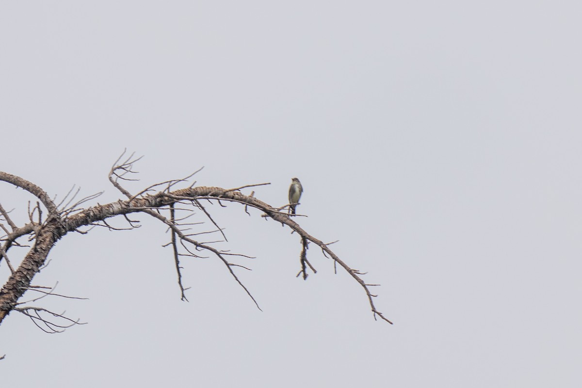 Olive-sided Flycatcher - ML642092248