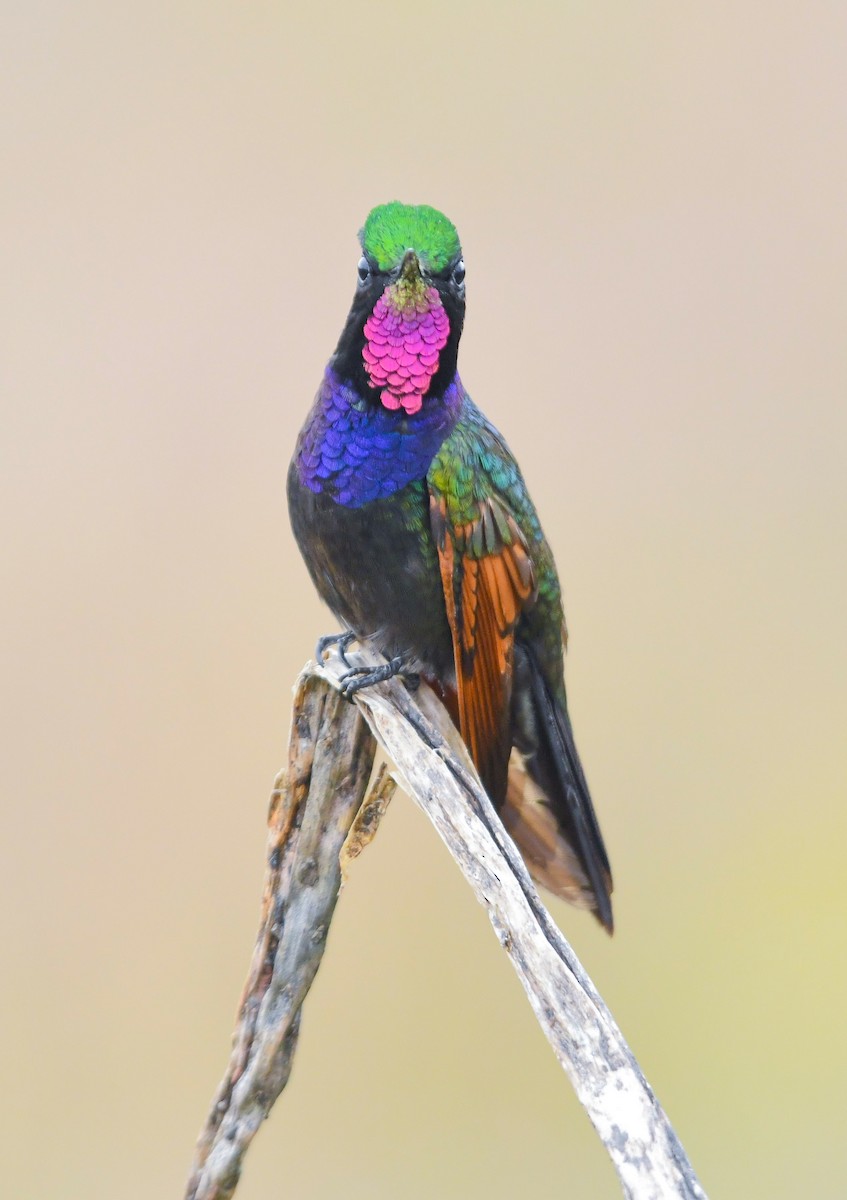 Garnet-throated Hummingbird - ML642092257