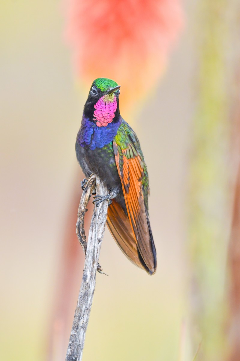 Garnet-throated Hummingbird - ML642092261
