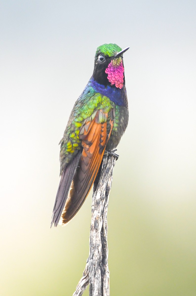 Garnet-throated Hummingbird - ML642092262