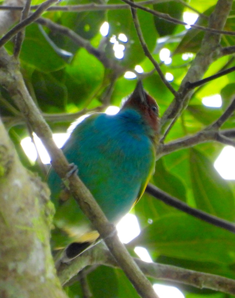 Bay-headed Tanager - ML642092269