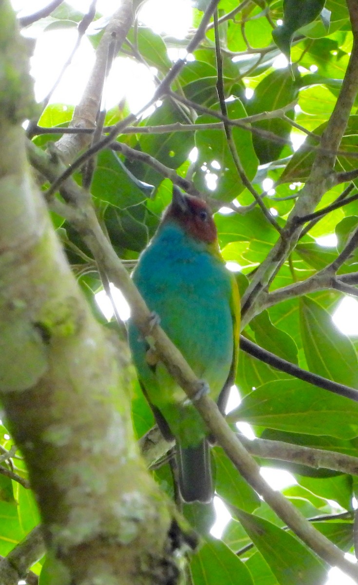 Bay-headed Tanager - ML642092270