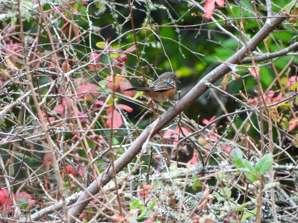 Spotted Towhee - ML642092271