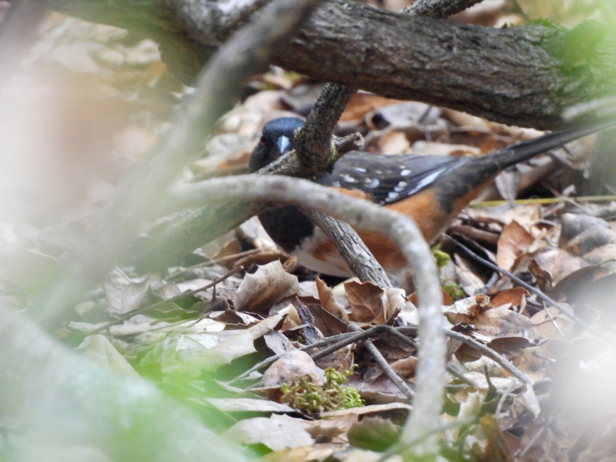 Spotted Towhee - ML642092272