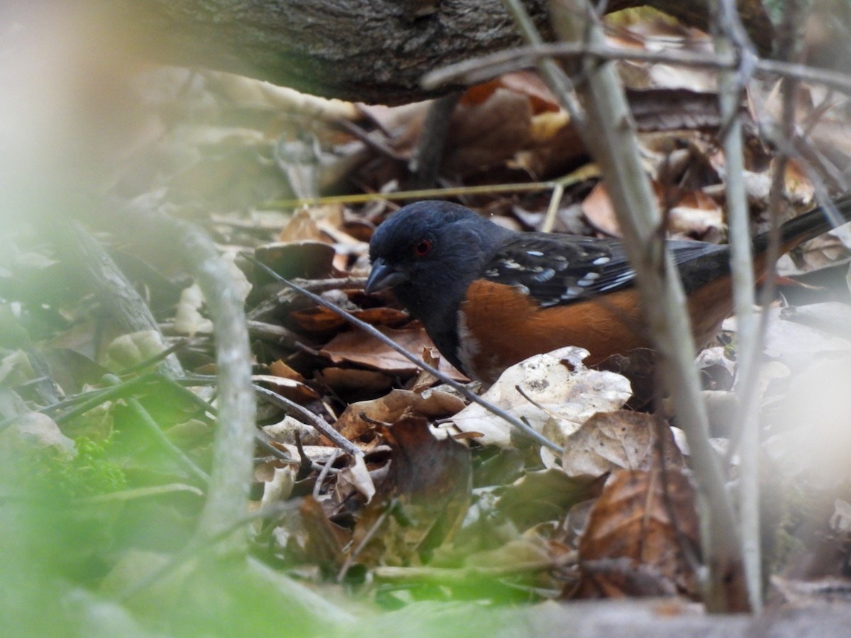 Spotted Towhee - ML642092273