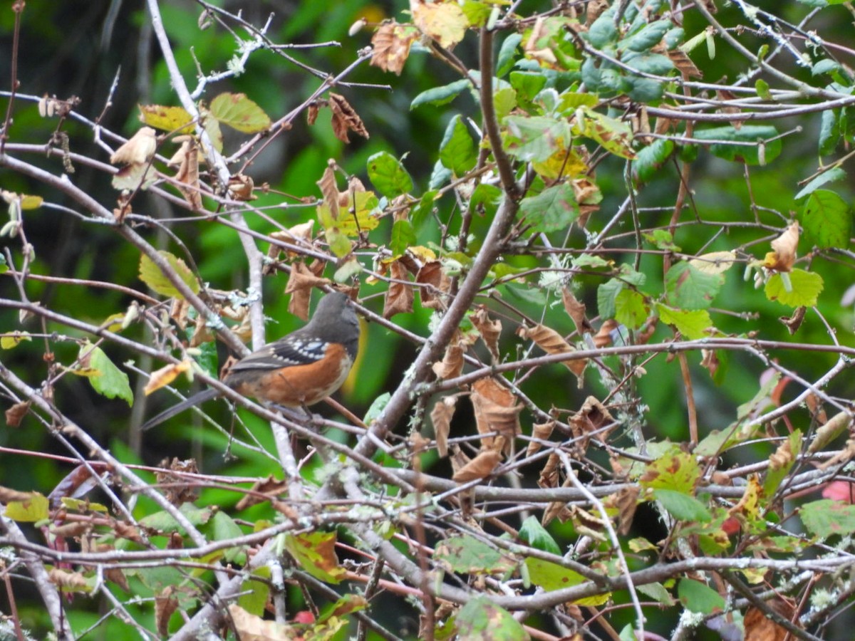Spotted Towhee - ML642092274