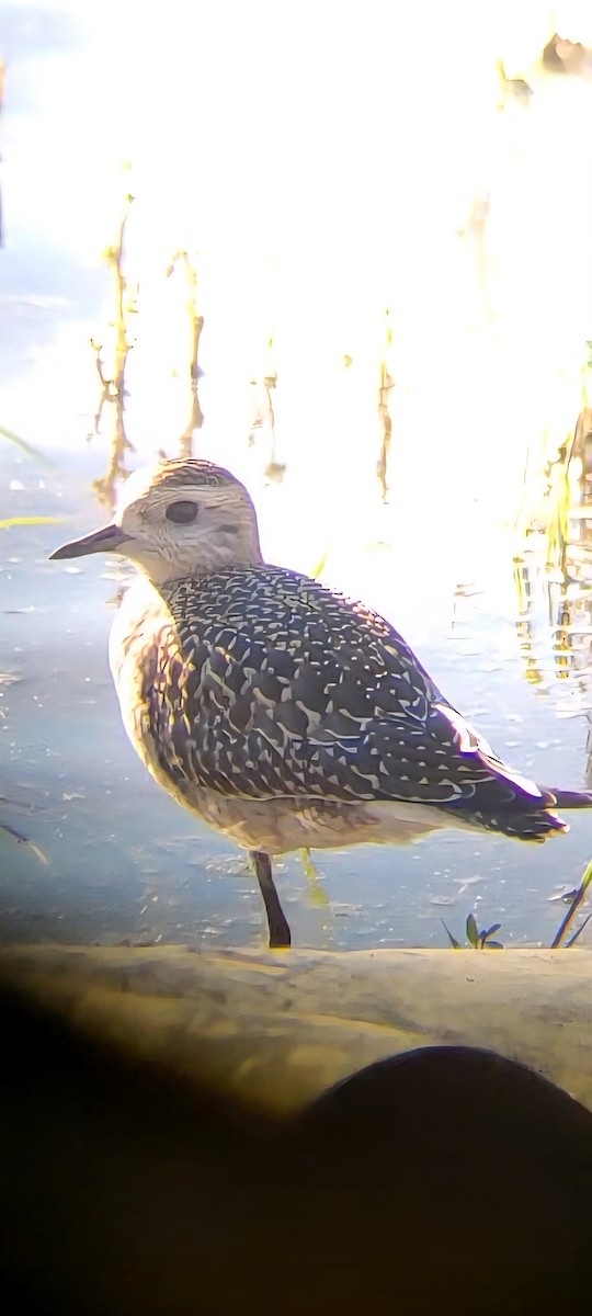 American Golden-Plover - ML642092277