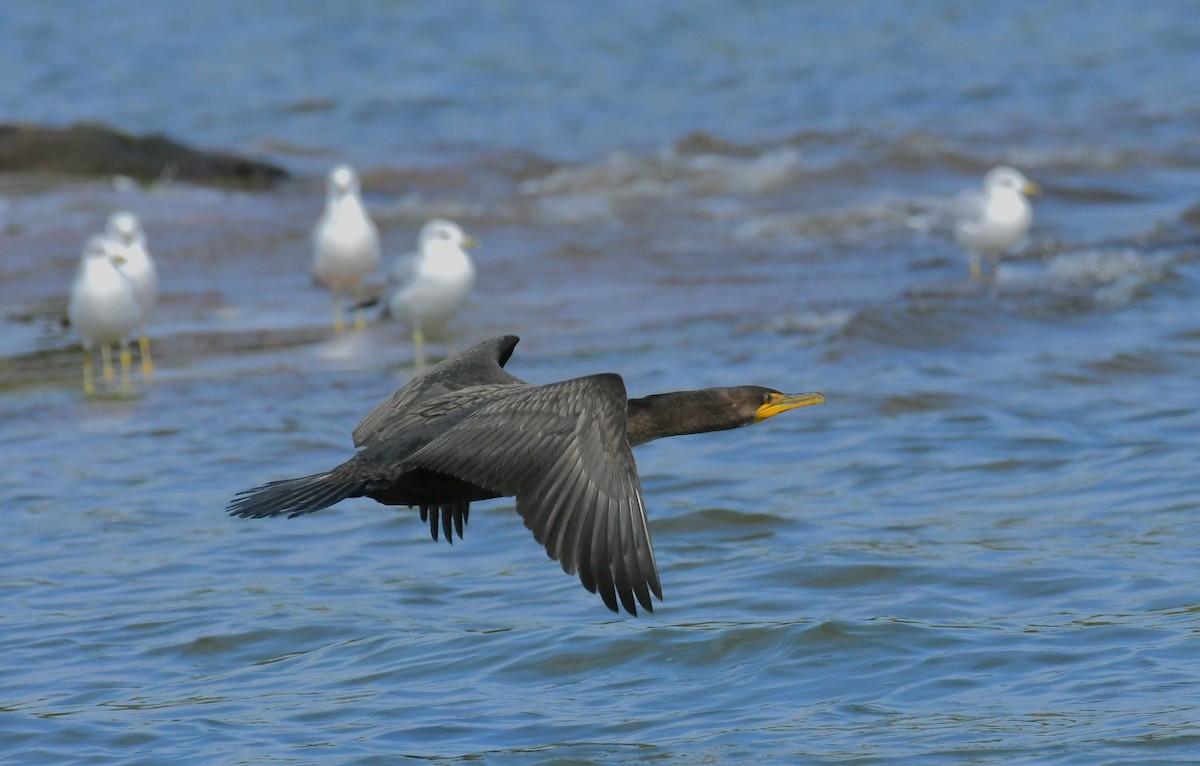Cormorán Orejudo - ML642092285