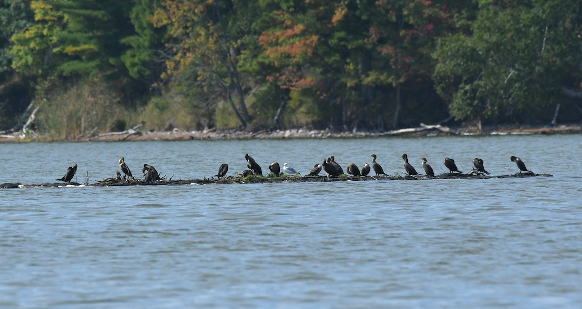 Cormorán Orejudo - ML642092286