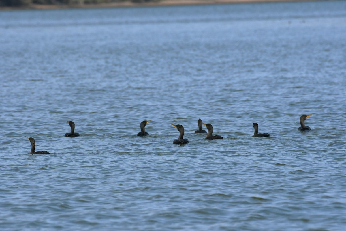 Cormorán Orejudo - ML642092287