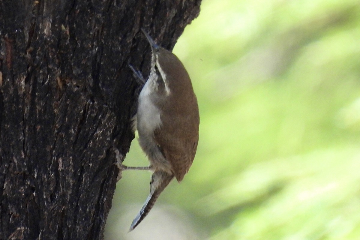 Bewick's Wren - ML642092297