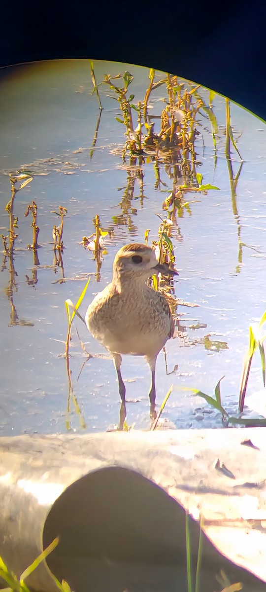 American Golden-Plover - ML642092302
