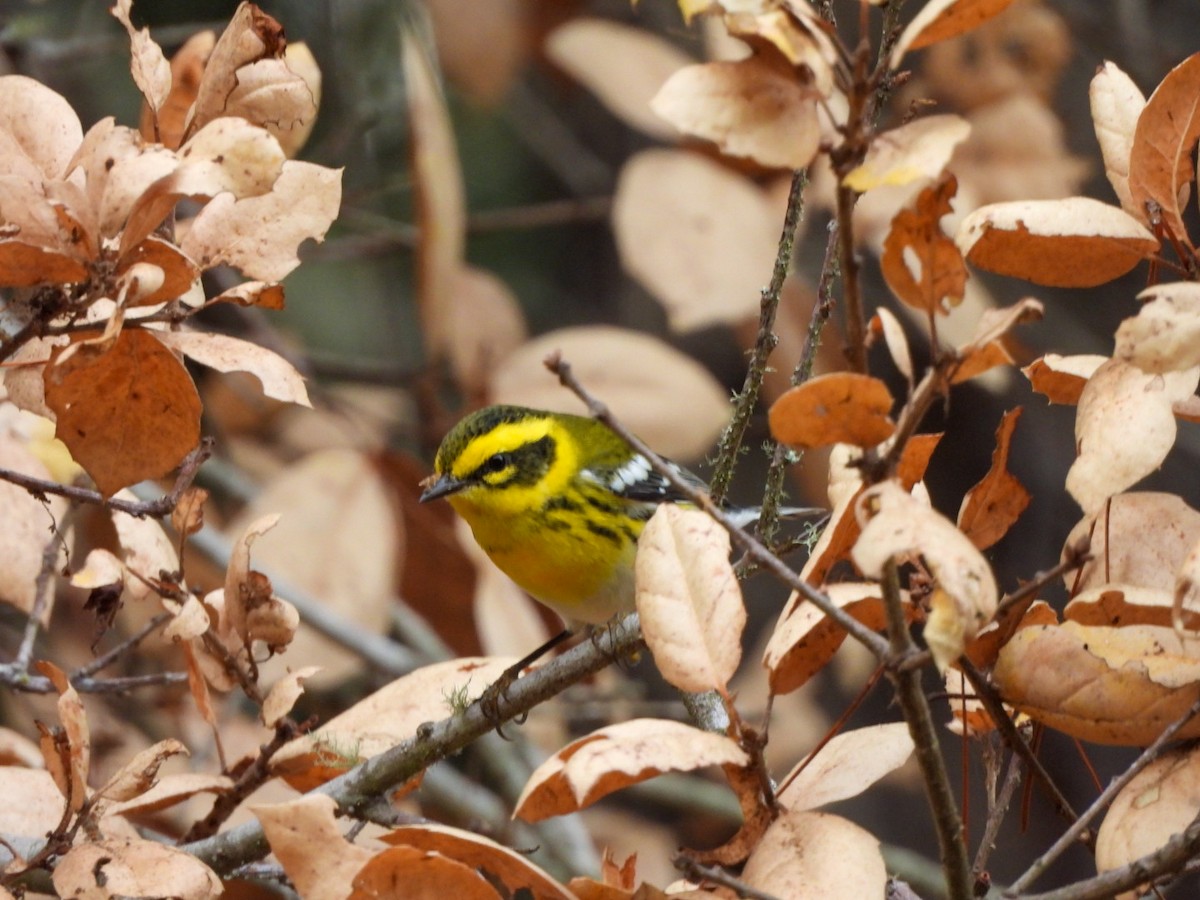 Townsend's Warbler - ML642092303