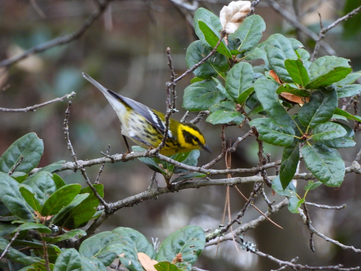 Townsend's Warbler - ML642092304
