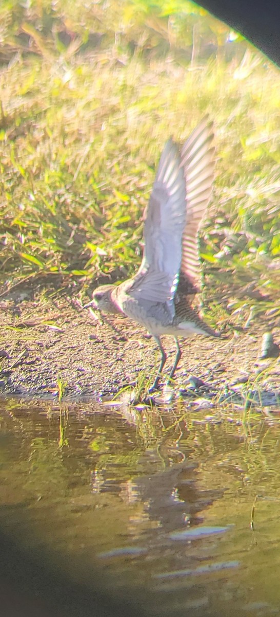 American Golden-Plover - ML642092306