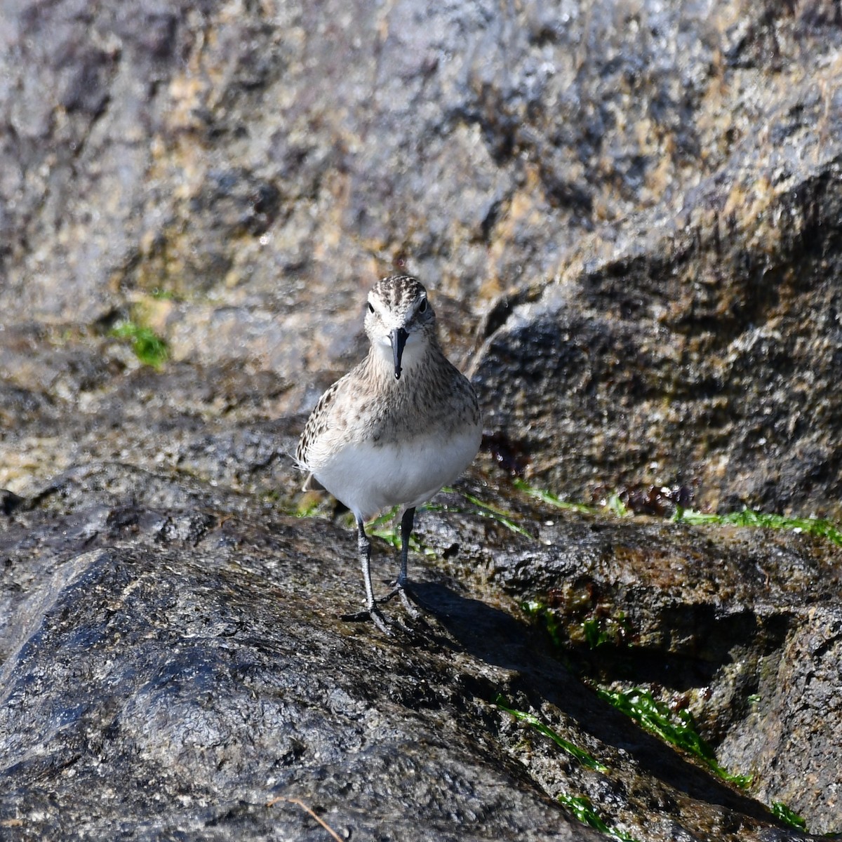 Baird's Sandpiper - ML642092318