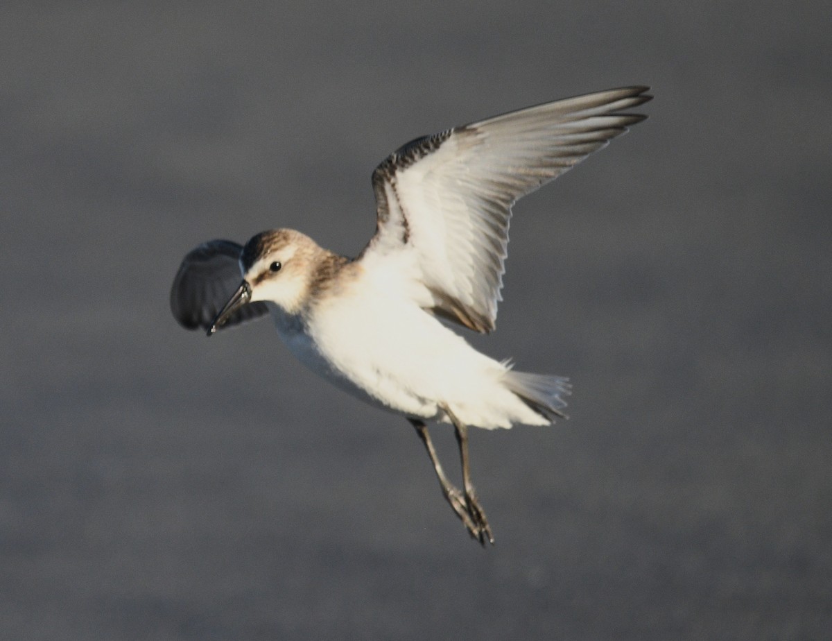 Semipalmated Sandpiper - ML642092319