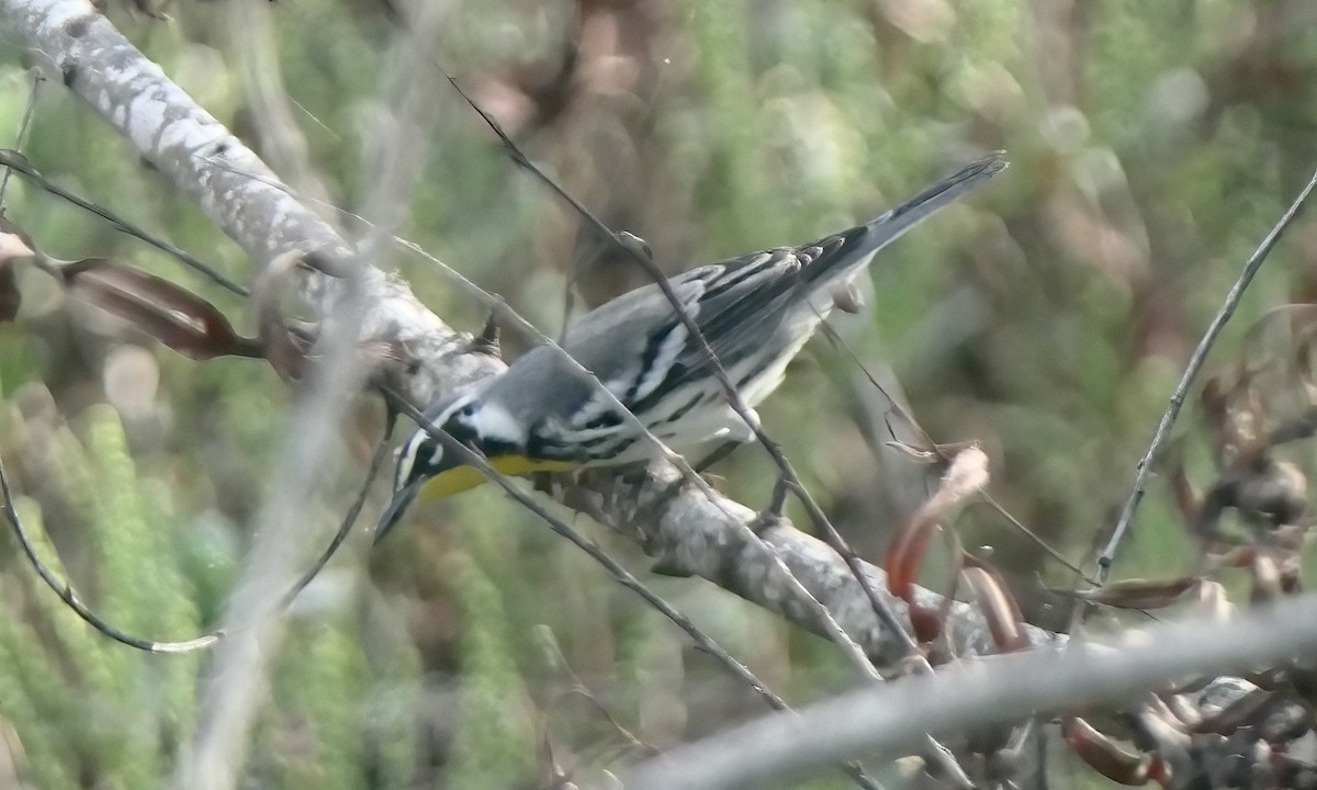 Yellow-throated Warbler - ML642092320