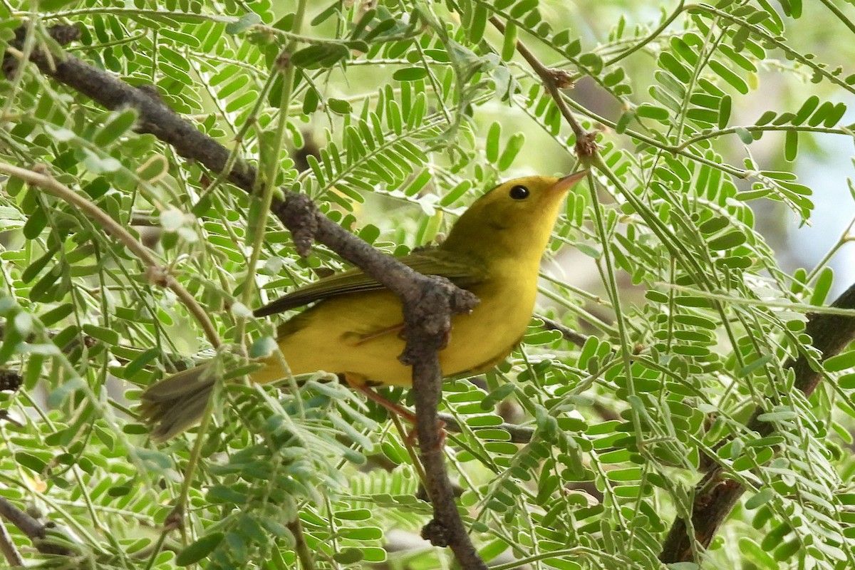 Wilson's Warbler - ML642092321
