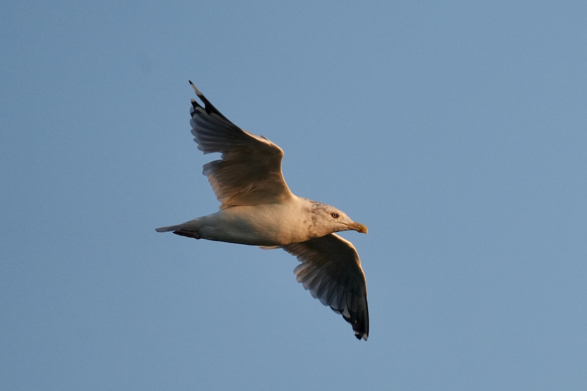 American Herring Gull - ML642092323