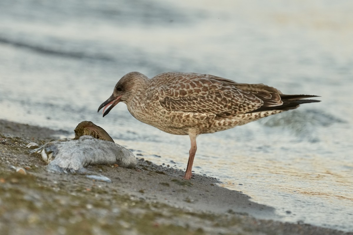 American Herring Gull - ML642092324