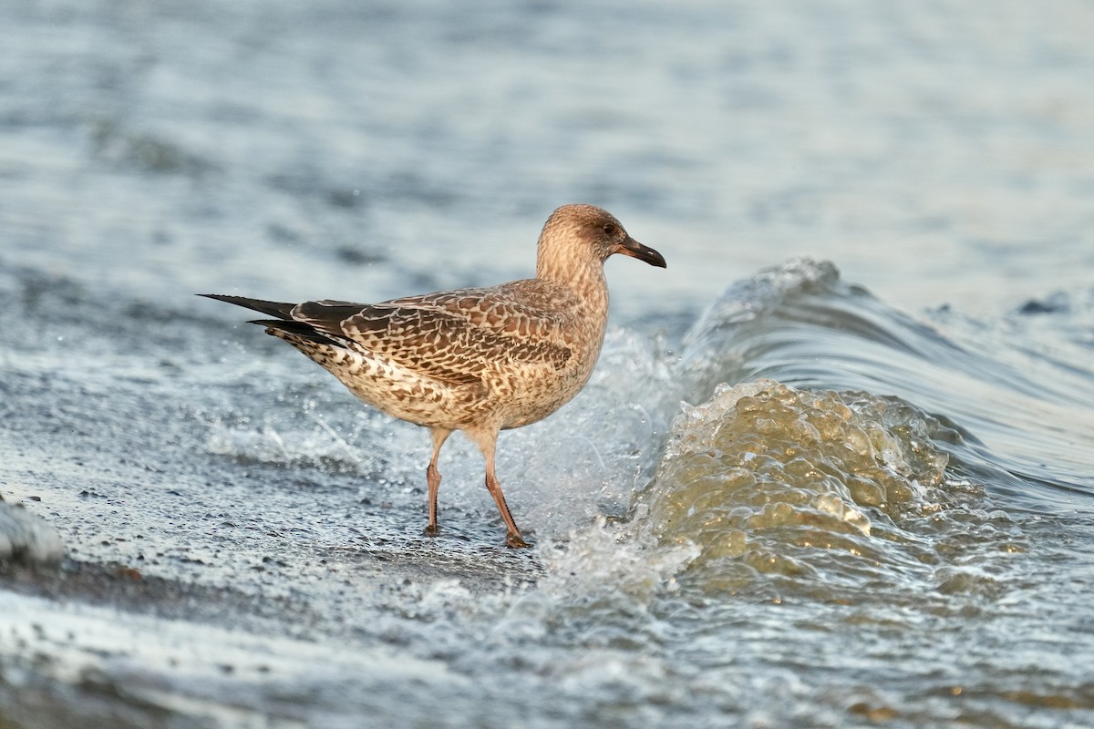 American Herring Gull - ML642092325