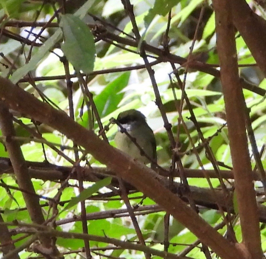 White-ruffed Manakin - ML642092328