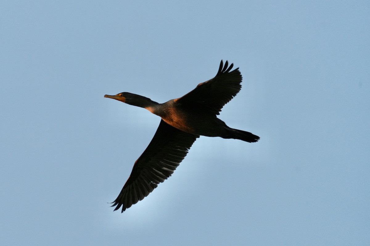 Cormorán Orejudo - ML642092329