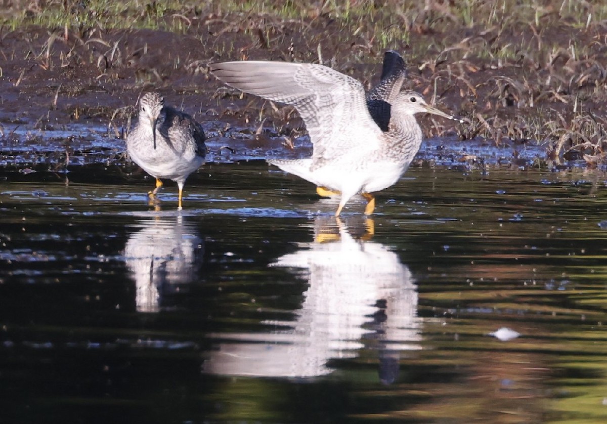 Greater Yellowlegs - ML642092339