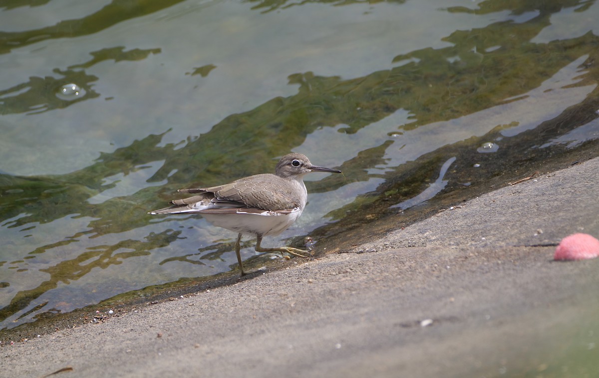 strandsnipe - ML642092354